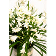 Close-up of a potted Bridal Veil Agapanthus with clusters of white star-shaped flowers and pale yellow buds radiating from tall green stems against a plain white background.