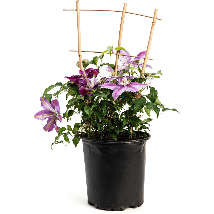 Potted Dr. Ruppel clematis vine trained up a bamboo cane trellis, showing several bicolour pink-and-purple striped blooms alongside deep magenta flowers and fluffy seed heads amid dense green foliage, in a black plastic nursery pot.