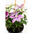Potted Dr. Ruppel clematis vine trained up bamboo canes, showing large star-shaped pink-and-purple striped blooms with white centres alongside deep magenta flowers and fluffy seed heads amid glossy green leaves.