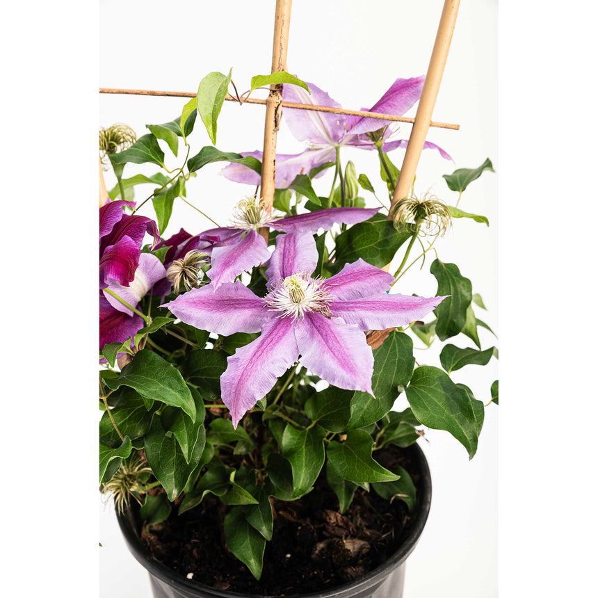 Potted Dr. Ruppel clematis vine trained up bamboo canes, showing large star-shaped pink-and-purple striped blooms with white centres alongside deep magenta flowers and fluffy seed heads amid glossy green leaves.