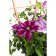 Potted Dr. Ruppel clematis climbing a bamboo trellis, with large deep magenta and paler lilac star-shaped blooms surrounded by glossy green foliage.