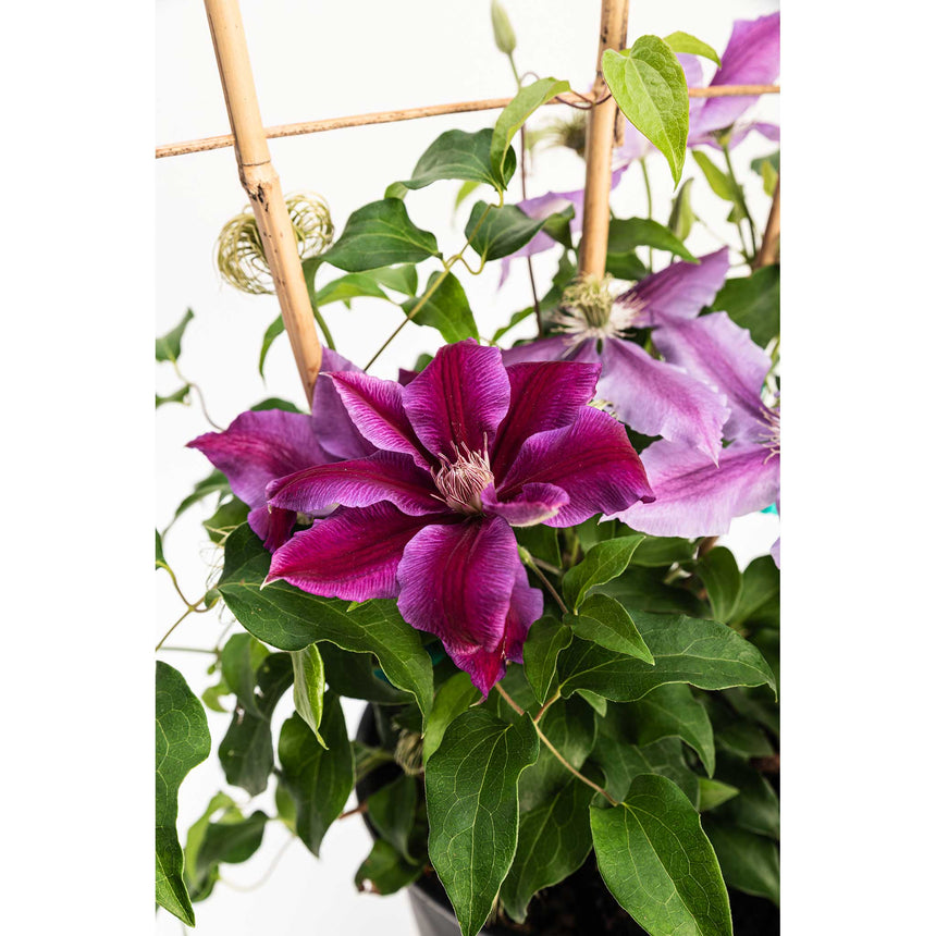 Potted Dr. Ruppel clematis climbing a bamboo trellis, with large deep magenta and paler lilac star-shaped blooms surrounded by glossy green foliage.