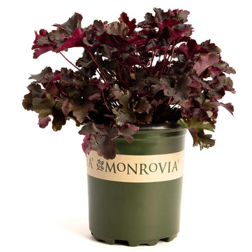 Balboa Sunset Heuchera plant with ruffled, deep burgundy and dark plum foliage growing bushy in a green Monrovia nursery pot against a white background.