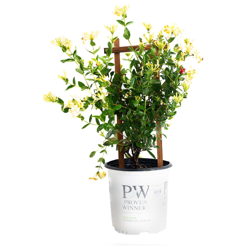 Potted 'Scentsation' honeysuckle vine climbing a small wooden trellis, with clusters of pale yellow tubular flowers and a few red berries among the green foliage, in a white Proven Winners nursery pot.