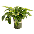 Potted Green Patriot hosta with broad, heart-shaped leaves showing dark green centres and wide creamy-yellow margins, arching outward from a green plastic nursery pot with a partly visible label.