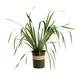 Butter & Sugar Siberian Iris in a green Monrovia nursery pot, showing long, arching, grass-like green foliage against a plain white background.