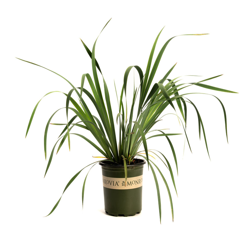 Butter & Sugar Siberian Iris in a green Monrovia nursery pot, showing long, arching, grass-like green foliage against a plain white background.