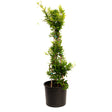Potted Carolina Jasmine climbing a tall bamboo trellis, with dense small green leaves trained in a spiral pattern up multiple canes, in a black plastic nursery pot against a white background.
