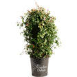 Potted Snow-N-Summer Asiatic jasmine with dense trailing foliage variegated in green, cream and pink tones, growing bushy in a black "Garden Debut" branded nursery pot against a white background.