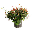 Potted Snow-N-Summer Asiatic Jasmine with dense trailing foliage, glossy green leaves accented by reddish-pink new growth, spilling over the sides of a black recycled-plastic nursery pot on a white background.