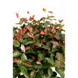 Close-up of Snow-N-Summer Asiatic Jasmine foliage showing dense glossy leaves in deep green with cream-yellow variegation, tinged with reddish-pink new growth and one pale pink-splashed leaf, against a plain white background.