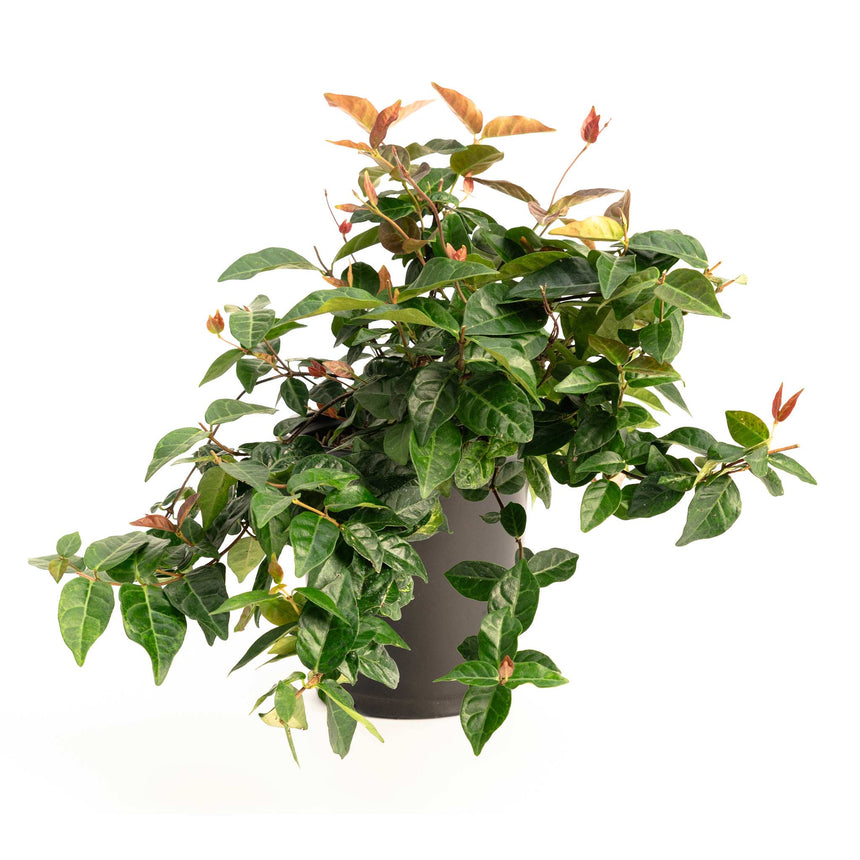 Potted Snow-N-Summer Asiatic Jasmine with trailing, glossy dark green foliage and coppery-bronze new growth cascading over the edges of a dark grey pot against a white background.