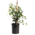 Star jasmine plant in a black nursery pot, trained up bamboo canes, with glossy dark green leaves and small white star-shaped flowers scattered among trailing stems.