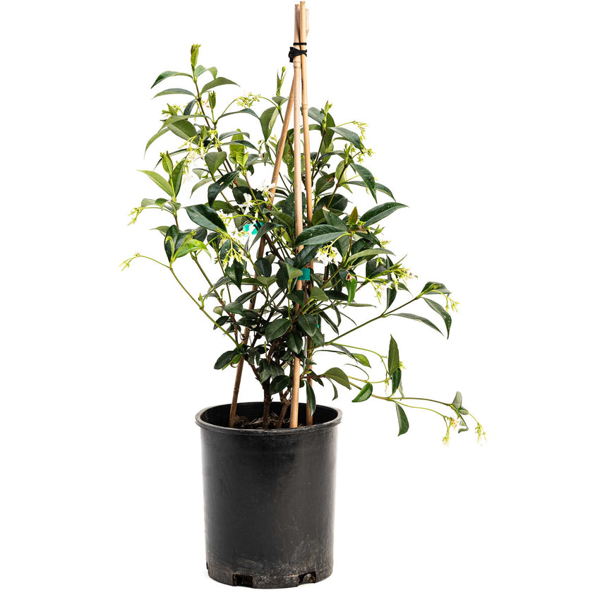 Star jasmine plant in a black nursery pot, trained up bamboo canes, with glossy dark green leaves and small white star-shaped flowers scattered among trailing stems.