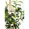 Close-up of a star jasmine plant trained on bamboo canes, showing glossy dark green leaves and clusters of small white star-shaped flowers with pale yellow centres.