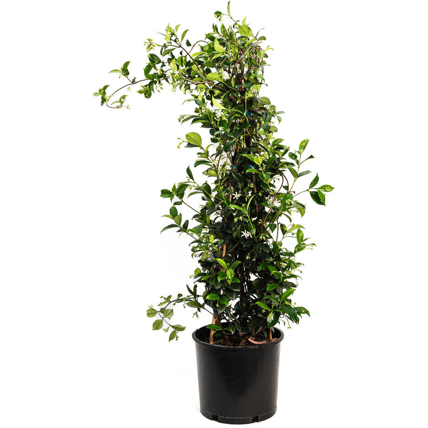 Star jasmine climbing plant trained up a tall support in a black pot, with glossy dark green leaves and scattered small white star-shaped flowers, set against a plain white background.