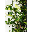 Close-up of a star jasmine vine with glossy dark green leaves and small pinwheel-shaped white flowers with pale yellow buds, trained along a trellis.
