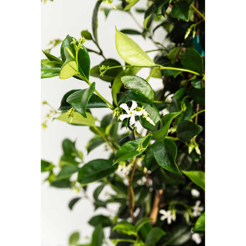 Close-up of a star jasmine vine with glossy dark green leaves and small pinwheel-shaped white flowers with pale yellow buds, trained along a trellis.