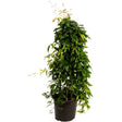 Tangerine Beauty crossvine trained upright on a hidden support in a black nursery pot, showing dense glossy dark green foliage with a few loose tendrils reaching outward at the top.
