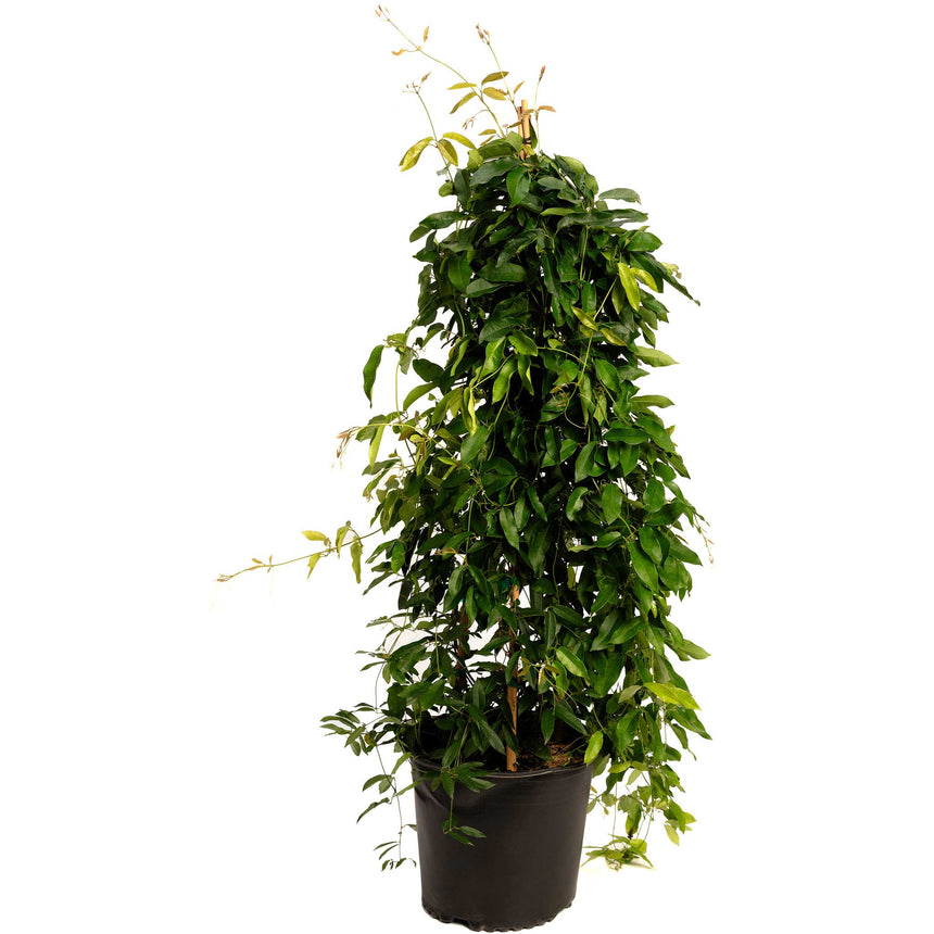 Tangerine Beauty crossvine trained upright on a hidden support in a black nursery pot, showing dense glossy dark green foliage with a few loose tendrils reaching outward at the top.