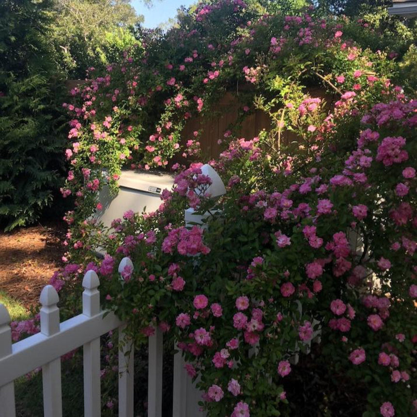 Peggy Martin climbing rose in full bloom, its long canes covered in clusters of small pink flowers as it sprawls over a white picket fence and wooden privacy fence in a sunny garden.