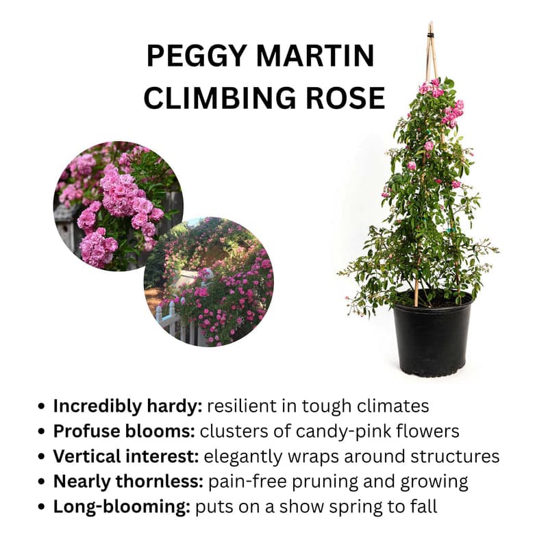 Infographic for Peggy Martin Climbing Rose showing a potted plant trained on a teepee trellis with clusters of candy-pink blooms, plus two inset photos of the rose flowering on a fence and archway, alongside bullet points describing its hardiness, profuse blooms, vertical growth, near-thornlessness and long spring-to-fall flowering season.