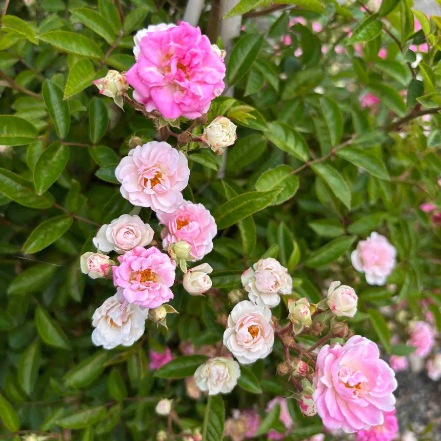 Clusters of small double blooms on a Peggy Martin climbing rose, ranging from pale blush white to vivid pink, with unopened buds scattered among glossy green foliage.