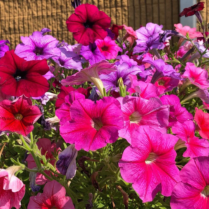 Trumpet-shaped petunia blooms in a mixed planting of magenta, deep red, and lavender-purple shades, their throats veined and pale-centred, growing densely against a woven-fence backdrop in bright sunlight.