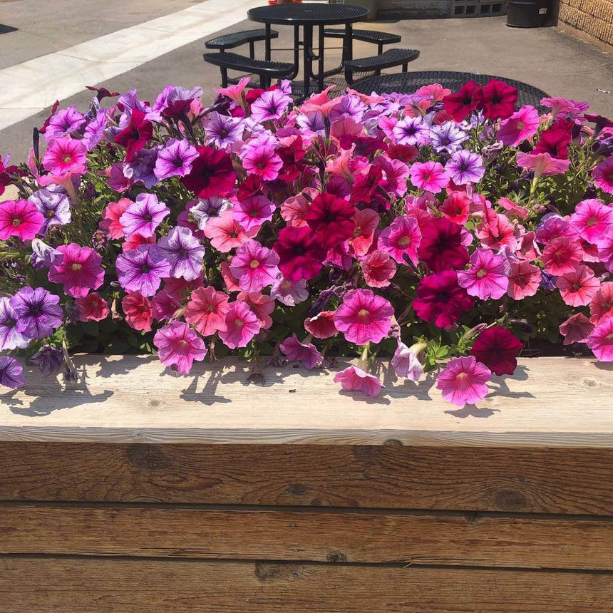 Densely blooming petunias in mixed shades of magenta, pink, and lavender-purple spill over the edge of a wooden raised garden bed, with a patio table visible in the sunny background.