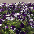 Dense mass of Shock Wave Purple Tie Dye petunias in full bloom, each trumpet-shaped flower splashed with deep purple and white streaks, growing amid green foliage in bright sunlight.
