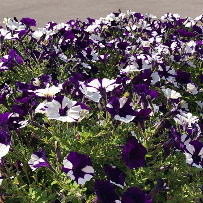Dense mass of Shock Wave Purple Tie Dye petunias in full bloom, each trumpet-shaped flower splashed with deep purple and white streaks, growing amid green foliage in bright sunlight.