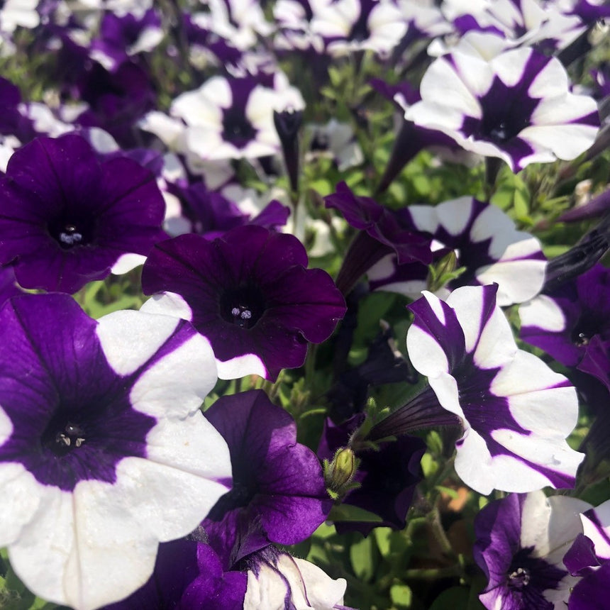 Close-up cluster of Shock Wave Purple Tie Dye petunia blooms, each flower splashed with irregular deep purple and white star-shaped patterns radiating from a dark centre, surrounded by green foliage.