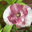 Close-up view of a blooming Pandora poppy flower showing ruffled double petals in shades of pink, white, and soft burgundy with green foliage in the background.