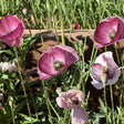 Vibrant Pandora poppy flowers blooming outdoors in shades of dusty pink, burgundy, and soft white, growing on slender green stems in a sunny garden setting.
