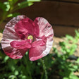 Close-up view of a vibrant Pandora poppy blossom displaying papery, double ruffled petals in shades of deep pink and burgundy with faint white stripes and a yellow center against green garden foliage.