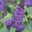 Close-up of a Pugster Blue butterfly bush flower spike, densely packed with tiny purple blooms with orange centres, set against blurred green foliage.