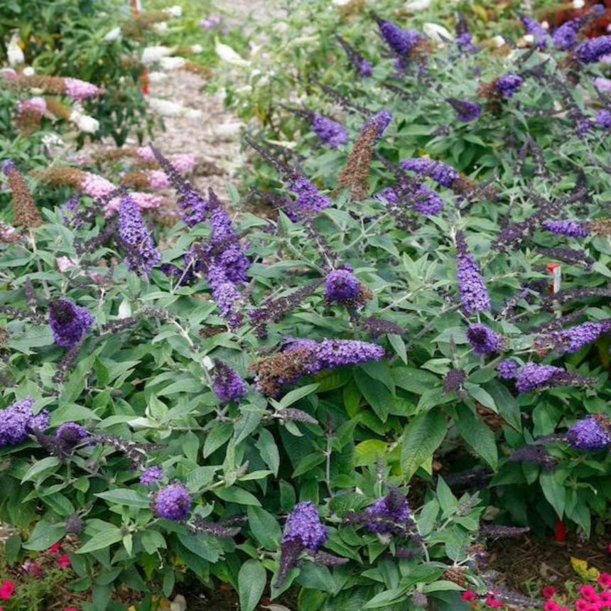 Pugster Blue butterfly bush in a garden bed, its low, spreading branches covered in dense purple-blue conical flower spikes among grey-green leaves, with pink blooms and a gravel path visible behind.