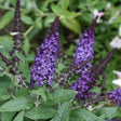 Pugster Blue butterfly bush with cone-shaped clusters of small purple flowers, each with an orange-yellow eye, opening on upright spikes amid deep green, textured leaves.