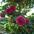 Purple Haze camellia shrub with several fully double, deep pinkish-red ruffled blooms and unopened buds amid glossy dark green leaves, backlit by sunlight in an outdoor garden setting.
