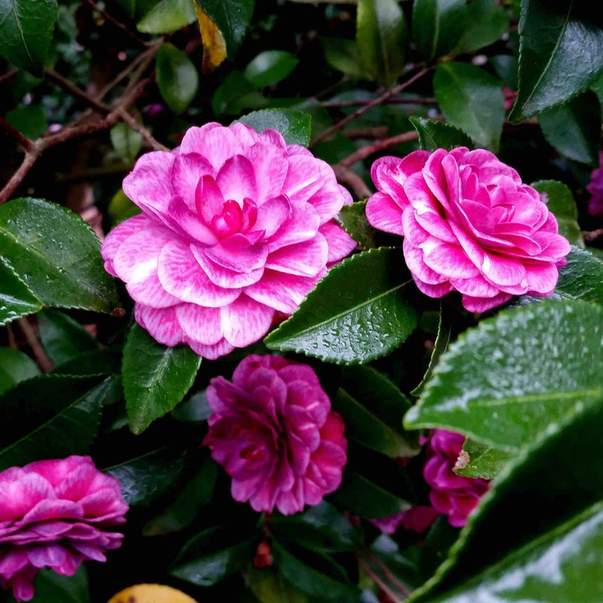 Close-up of Purple Haze Camellia shrub bearing several densely layered blooms, some streaked pink-and-white and others solid magenta, set among glossy dark green serrated leaves speckled with raindrops.