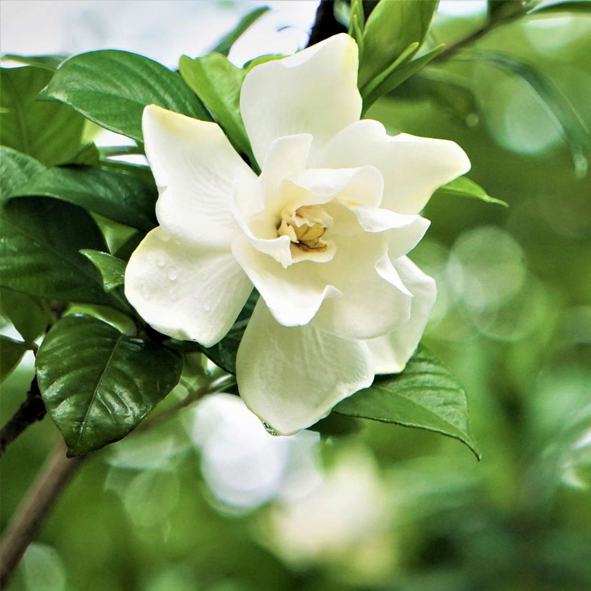 Close-up of a Radicans Gardenia bloom with layered creamy-white petals and a pale yellow centre, water droplets on the petals, surrounded by glossy dark green leaves.