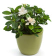 Potted gardenia with glossy dark green leaves and several creamy-white double blooms and unopened buds, planted in a rounded olive-green ceramic pot against a plain white background.