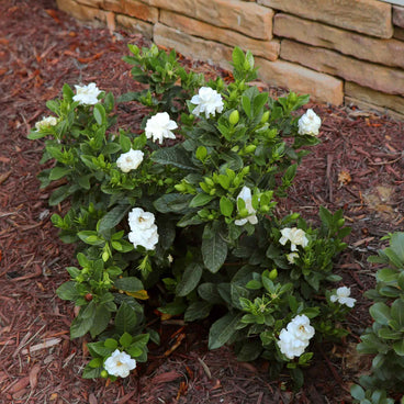 A compact gardenia shrub with glossy dark green leaves and numerous double white blooms and buds, planted in a mulched bed against a stacked stone wall.