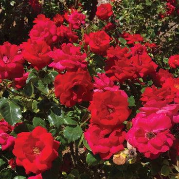 Cinnamon Hearts rose bush densely covered in bright red, ruffled double blooms with visible yellow-brown centres, set against glossy dark green foliage in full sun.