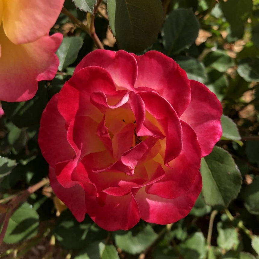 Fully open Gumball Goody rose bloom with ruffled crimson-edged petals shading to golden yellow at the centre, photographed in sunlight amid dark green foliage.