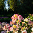 Clusters of Gumball Goody™ rose blooms with yellow centres shading into pink-edged petals, growing on a leafy shrub in a garden bed backlit by evening sun.