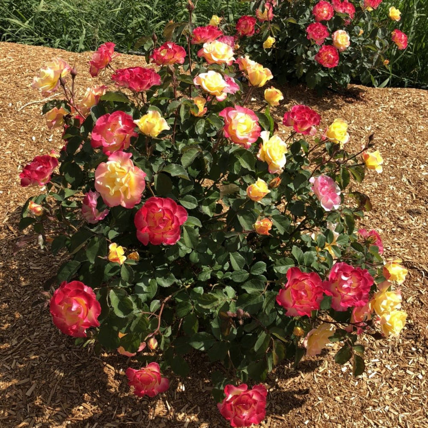 A rounded Gumball Goody rose bush in full bloom, covered in double flowers that shift from golden yellow centres to red-pink outer petals, planted in a wood-chip mulched bed with more bushes visible behind.