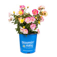 Gumball Goody rose bush in full bloom with clusters of pink, yellow, and white multicolour flowers atop green foliage, potted in a blue "bloomin' easy" branded container against a white background.