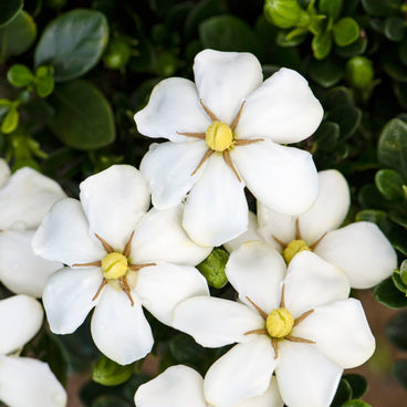 Close-up of ScentAmazing Gardenia flowers, five-petaled and pure white with pale yellow centres and thin curling brown stamens, clustered amid glossy dark green foliage and unopened buds.