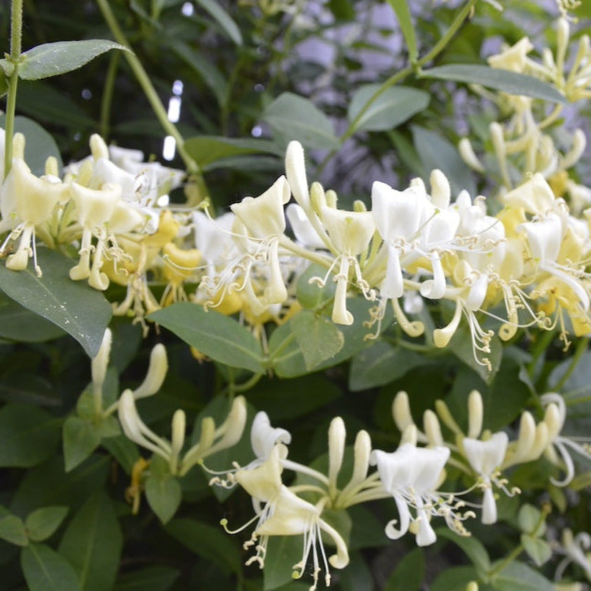 Close-up of 'Scentsation' honeysuckle flowers clustered along a vine, their tubular white and pale yellow blooms curling open with long protruding stamens amid glossy green leaves.